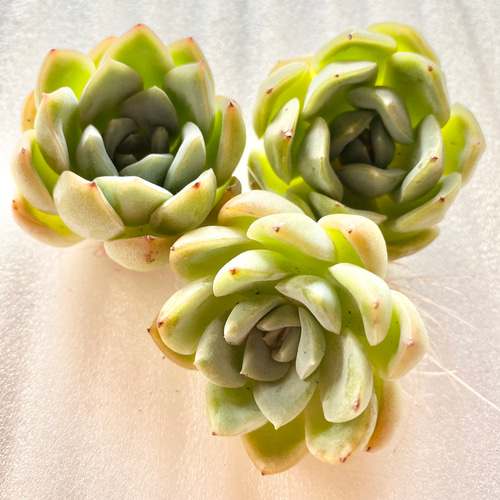 多肉植物   スリョン　韓国苗 第四種送料無料◇スリョン・スイレン◇多肉植物 韓国苗 多肉植物