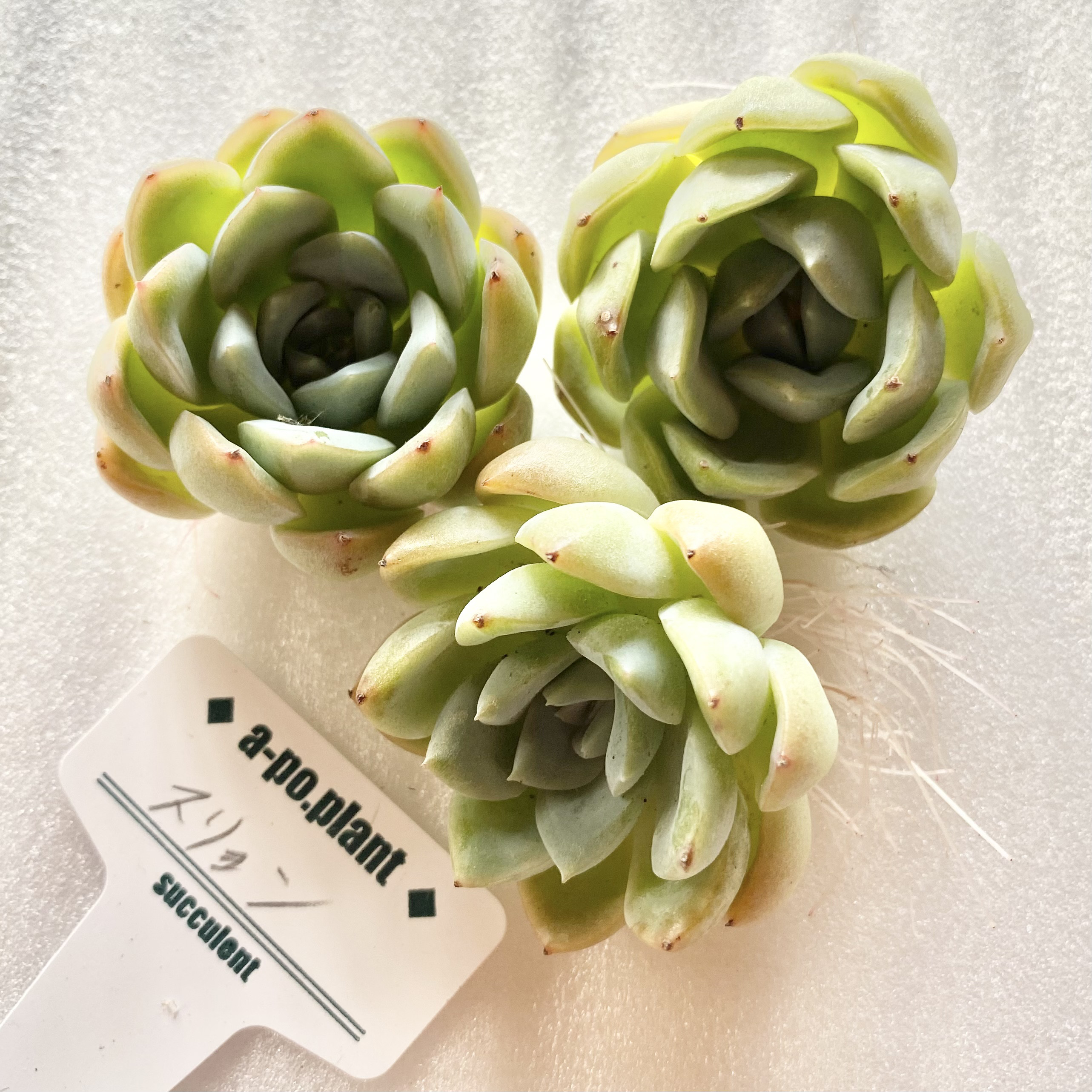 多肉植物   スリョン　韓国苗 スリョン エケベリア 韓国苗 多肉植物 多肉植物 プクニク 通販