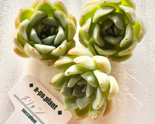 多肉植物   スリョン　韓国苗 第四種送料無料◇スリョン・スイレン◇多肉植物 韓国苗 多肉植物