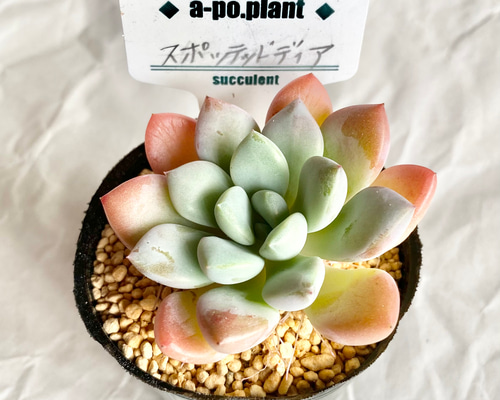 多肉植物 韓国苗 Totty様 多肉植物 韓国苗 Totty様 Totty様 多肉植物 韓国苗