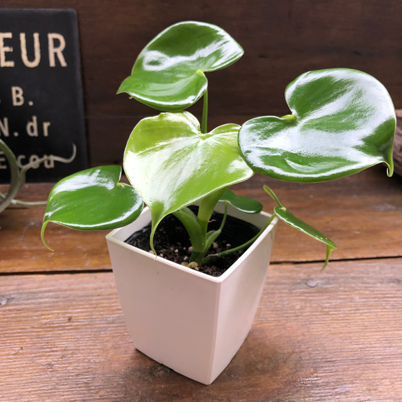 白鉢♡ハートフィロデンドロン♡ハート型の観葉植物 アートフラワー