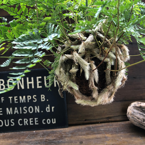 苔玉♡吊り下げ♡しのぶ♡涼しげな観葉植物 アートフラワー パリ