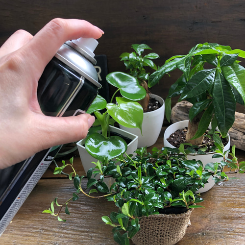 リーフシャイン♡葉面洗浄・光沢スプレー♡ツヤツヤに♡LEAFSHINE