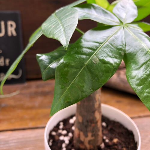 リーフシャイン♡葉面洗浄・光沢スプレー♡ツヤツヤに♡LEAFSHINE