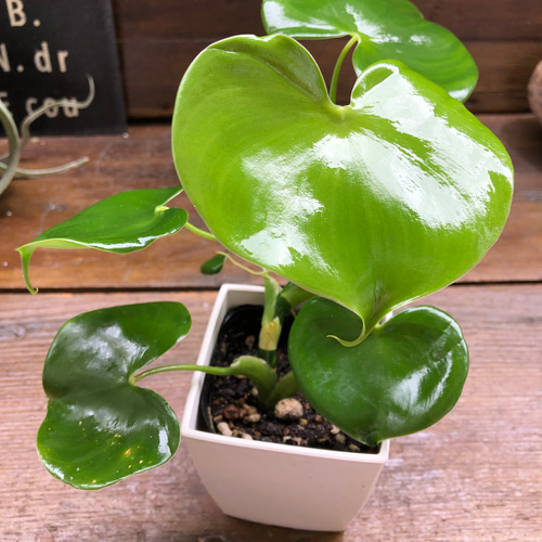 リーフシャイン♡葉面洗浄・光沢スプレー♡ツヤツヤに♡LEAFSHINE