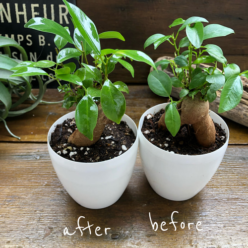 リーフシャイン♡葉面洗浄・光沢スプレー♡ツヤツヤに♡LEAFSHINE