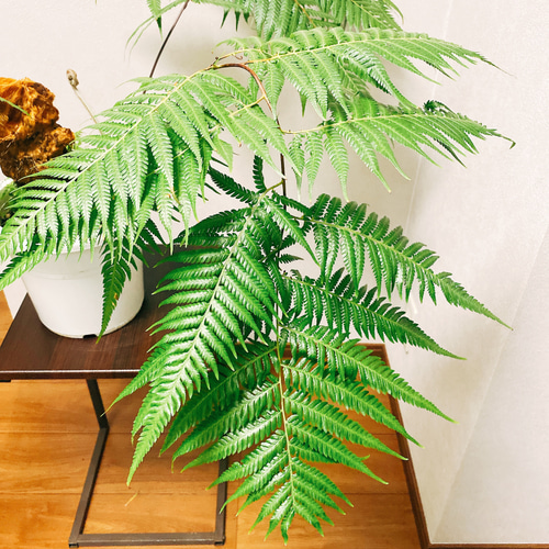 希少❗️ 人気　キンモウコウ　ゴールデンモンキー　シダ植物　観葉植物　プレゼント 希少❗️ キンモウコウ ゴールデンモンキー シダ植物 タカワラビ
