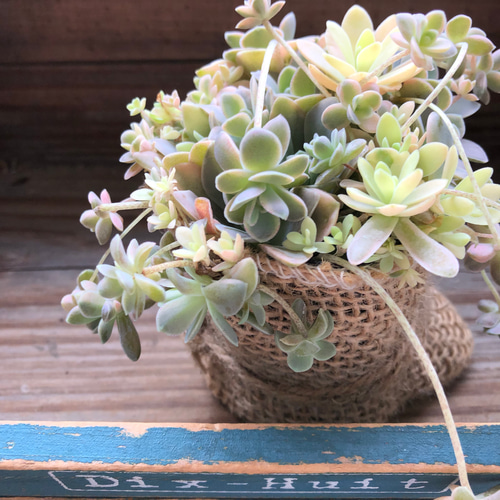 オシャレな二股可愛い(*ᴗ͈ˬᴗ͈)ꕤ*.゜ 希少植物 ラブリーハート斑入り オシャレな二股可愛い(*ᴗ͈ˬᴗ͈)ꕤ*.゜ 希少植物 ラブリーハート