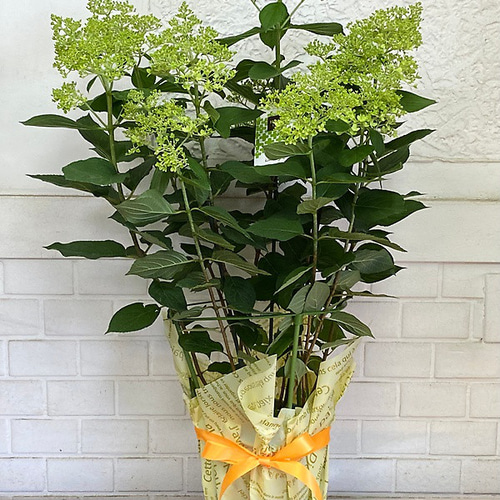 花苗】②ガーデンあじさい ホワイトライト ピラミッドアジサイ