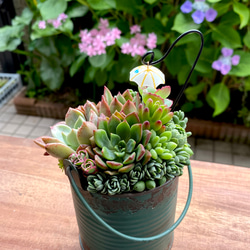 【そのまま飾れる】多肉植物　寄せ植え  ..＊ 26 ＊.. 7枚目の画像