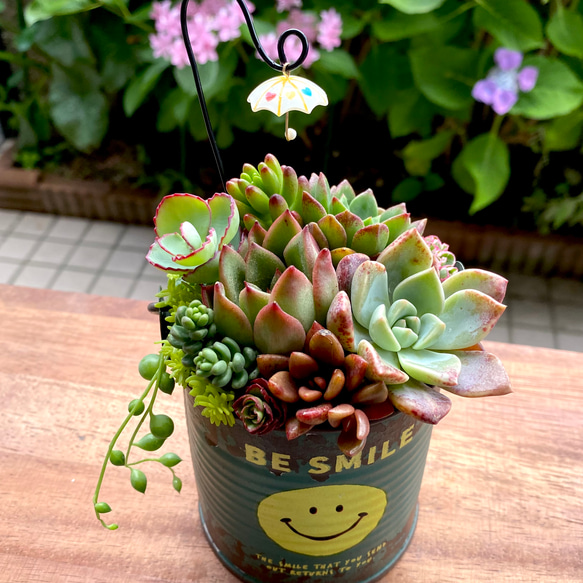 【そのまま飾れる】多肉植物　寄せ植え  ..＊ 26 ＊.. 8枚目の画像