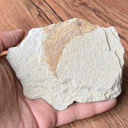 ナイティア化石/パワー 天然石 ストーン ブレスレット 1枚目の画像
