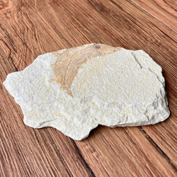 ナイティア化石/パワー 天然石 ストーン ブレスレット 3枚目の画像