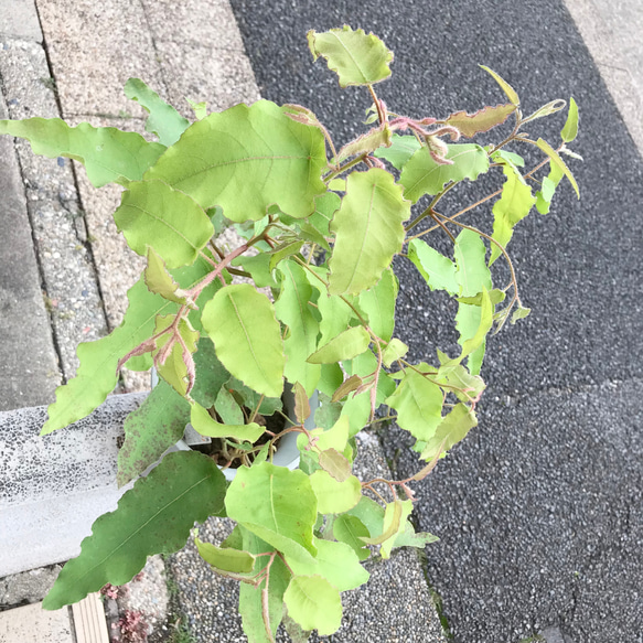 レモンの香り♡ 虫除け♡  アロマ 大きめ株♪  レモンユーカリ  6号鉢 4枚目の画像