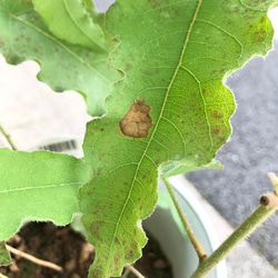 レモンの香り♡ 虫除け♡  アロマ 大きめ株♪  レモンユーカリ  6号鉢 6枚目の画像