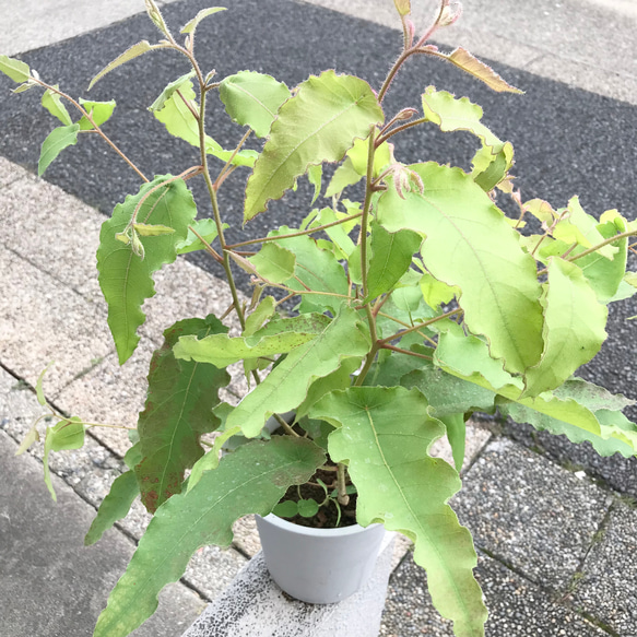 レモンの香り♡ 虫除け♡  アロマ 大きめ株♪  レモンユーカリ  6号鉢 2枚目の画像