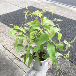 レモンの香り♡ 虫除け♡  アロマ 大きめ株♪  レモンユーカリ  6号鉢 1枚目の画像