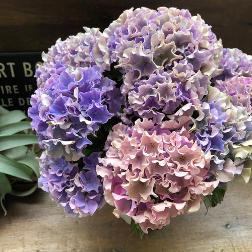 新品種♡カラーウェーブ♡希少♡秋色♡マーブル♡紫陽花 アート