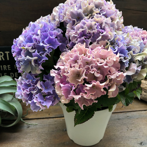 紫陽花　色変幻 ◇【Immediate Purchase】Rainbow Hydrangea Antique Blue! New New