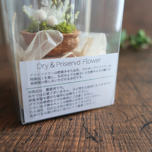 Wardiancase ウォードの箱 】 －タンポポ－ Little Glassdome ドライ