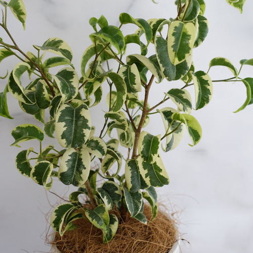 斑入り ベンジャミン バロック シタシオン 観葉植物 室内 おしゃれ