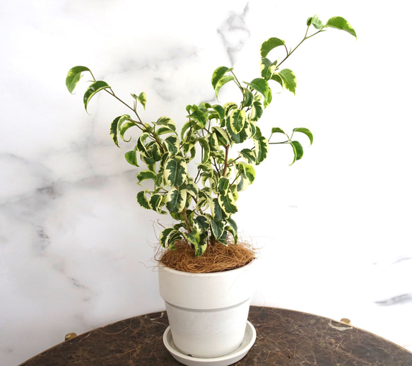 斑入り ベンジャミン バロック シタシオン 観葉植物 室内 おしゃれ