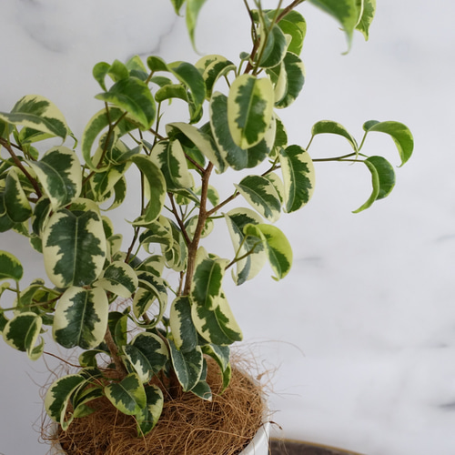 斑入り ベンジャミン バロック シタシオン 観葉植物 室内 おしゃれ