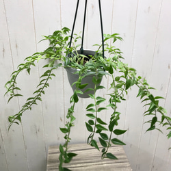 花芽付き！ セブンスター ホヤ ベラ 4号 吊り鉢 その他
