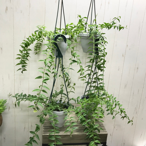 花芽付き！ セブンスター ホヤ ベラ 4号 吊り鉢 その他インテリア雑貨