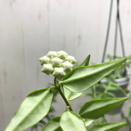 花芽付き！ セブンスター ホヤ ベラ 4号 吊り鉢 その他インテリア雑貨