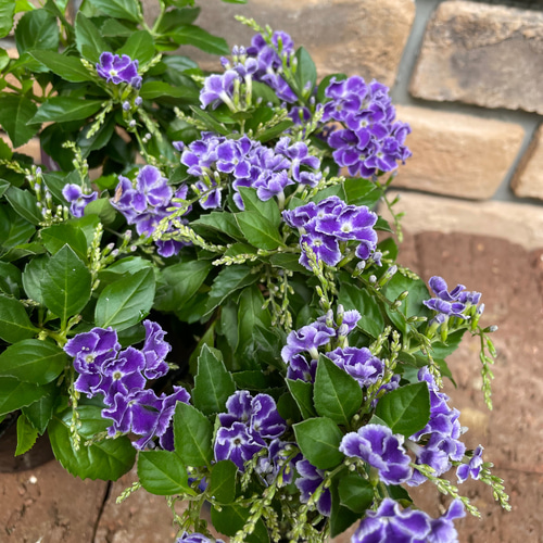 花苗＊デュランタ宝塚 その他素材 Comu＊Garden 通販 14132505｜Creema