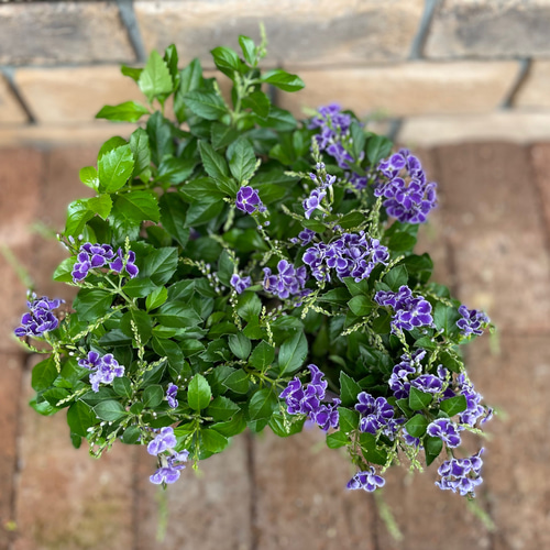 花苗＊デュランタ宝塚 その他素材 Comu＊Garden 通販 14132505｜Creema