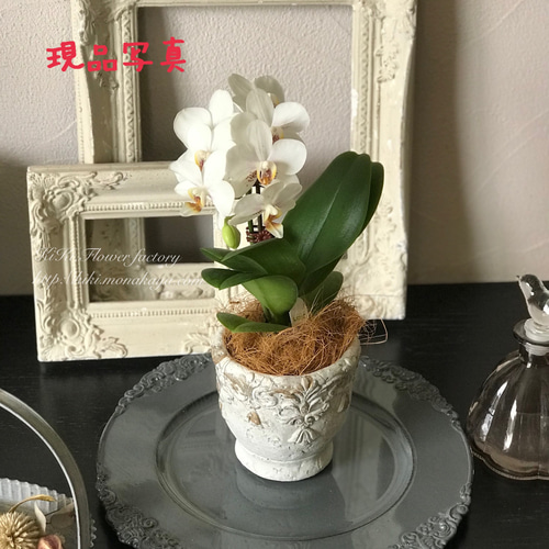 限定特価！！テーブル胡蝶蘭アンティーク風鉢植え（白） 一輪挿し