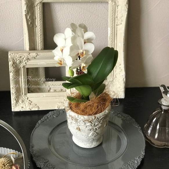 限定特価！！テーブル胡蝶蘭アンティーク風鉢植え（白） 一輪挿し
