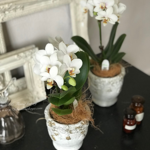 限定特価！！テーブル胡蝶蘭アンティーク風鉢植え（白） 一輪挿し