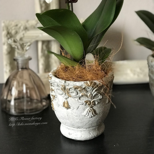 限定特価！！テーブル胡蝶蘭アンティーク風鉢植え（白） 一輪挿し