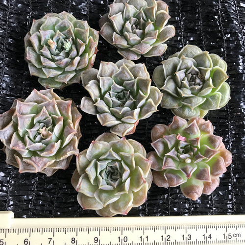 多肉植物 エケベリア ハートチョイス 特価 1苗1500円 多肉植物 愛多肉