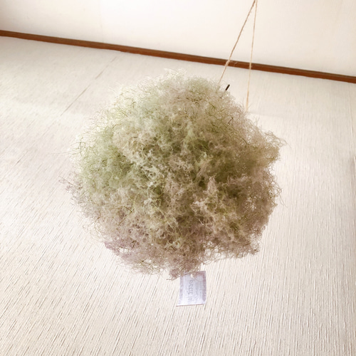 スモークツリー フライングボール M ドライフラワー ② ドライフラワー