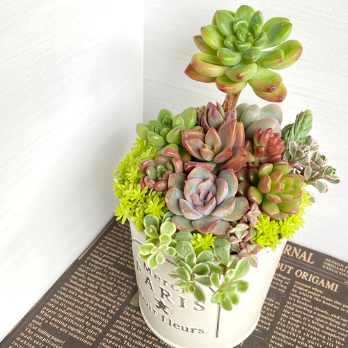 そのまま飾れる】多肉植物 寄せ植え ..＊ 28 ＊.. 多肉植物 Dia Lily