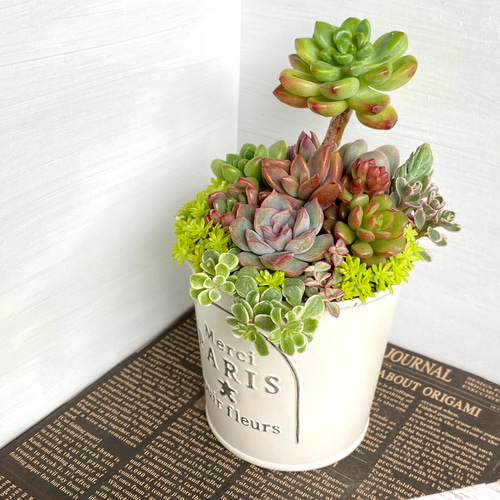 そのまま飾れる】多肉植物 寄せ植え ..＊ 28 ＊.. 多肉植物 Dia Lily