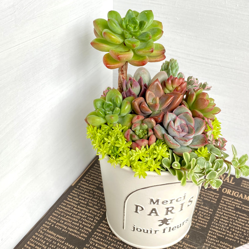 そのまま飾れる】多肉植物 寄せ植え ..＊ 28 ＊.. 多肉植物 Dia Lily