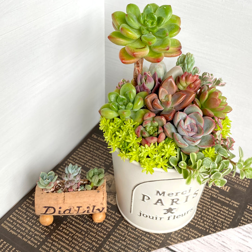 そのまま飾れる】多肉植物 寄せ植え ..＊ 28 ＊.. 多肉植物 Dia Lily