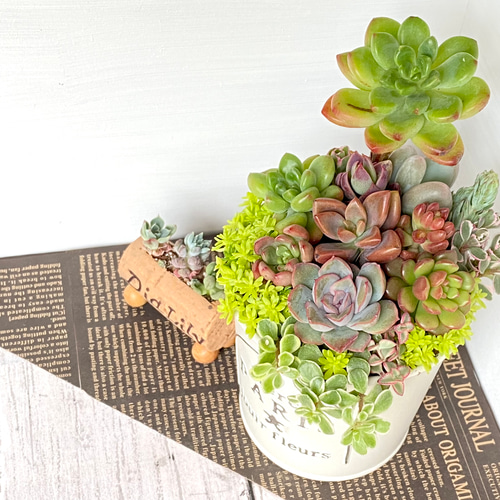 そのまま飾れる】多肉植物 寄せ植え ..＊ 28 ＊.. 多肉植物 Dia Lily