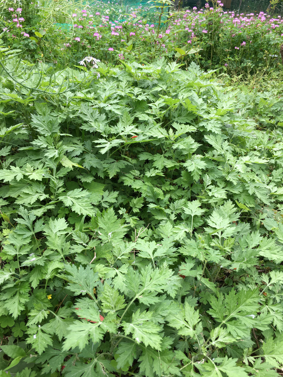 ☆数量限定☆ 深緑 よもぎバーム 農薬肥料不使用 30ml 5枚目の画像