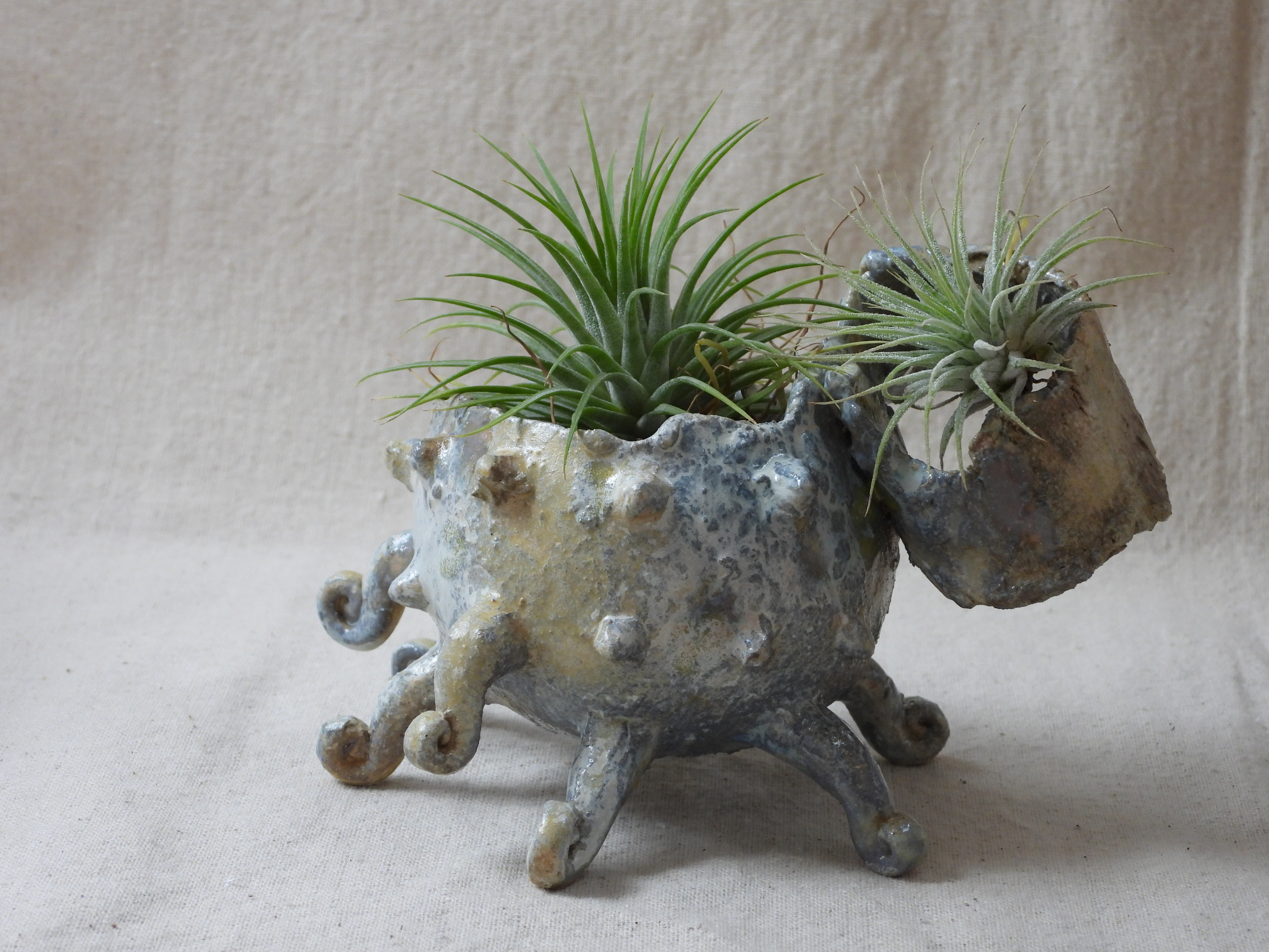 くるくる蛸足陶製植木鉢