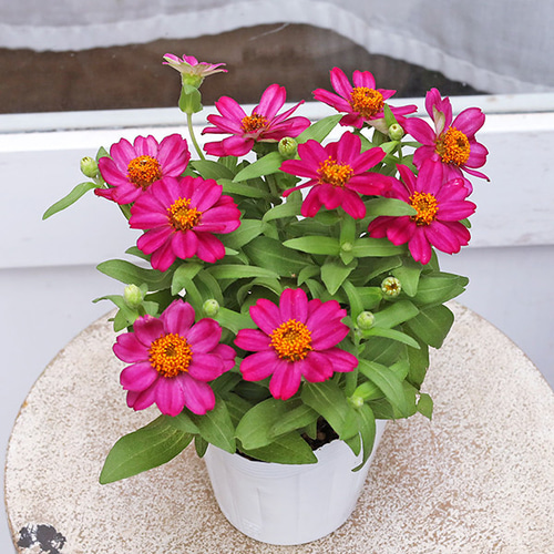 花苗 八重咲き ジニア ザハラ ダブルチェリー 3.5号 百日草 秋までよく