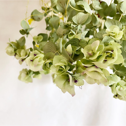 アイスグリーンの爽やかな紫陽花フライングリース アイスグリーンの爽やかな紫陽花フライングリース