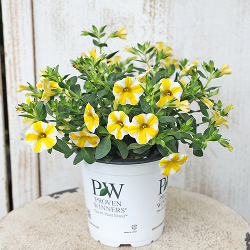 花苗 PW カリブラコア スーパーベル レモンスライス 5号 イエロー