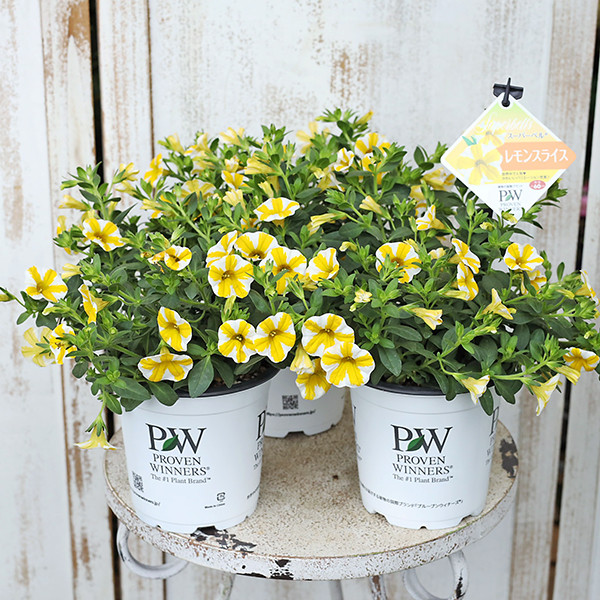 ちゃまもり　レモン色　エンスカイ