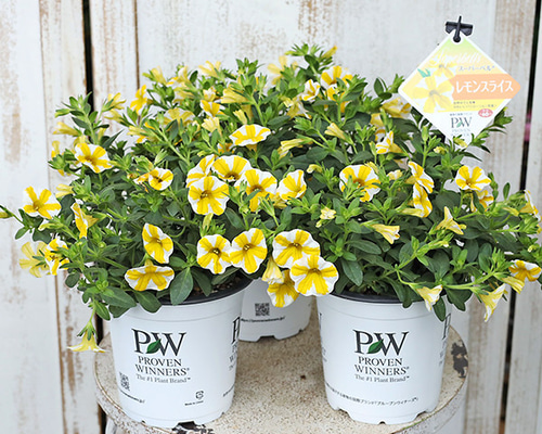 花苗 PW カリブラコア スーパーベル レモンスライス 5号 イエロー